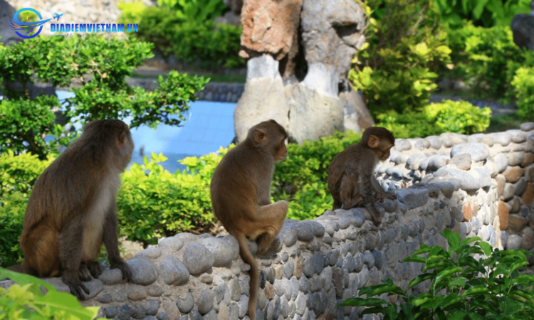 Đảo Khỉ tour du lịch Nha Trang