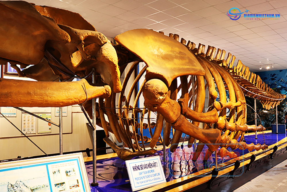 bộ xương khủng long hóa thạch