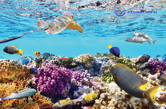 Hệ san hô đa dạng