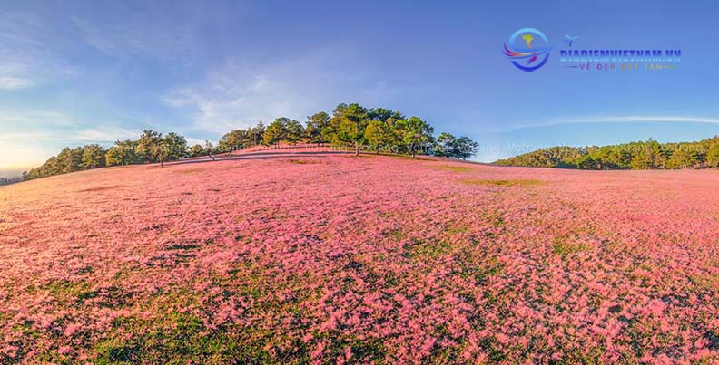 Thảo nguyên cỏ hồng