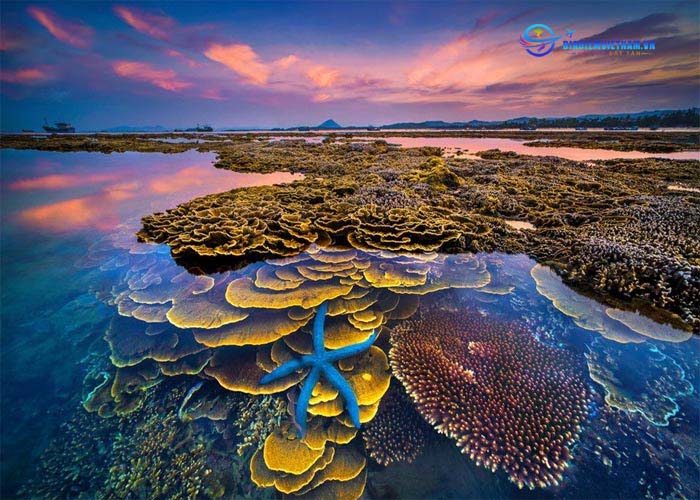 Ngắm những rạn san hô siêu đẹp